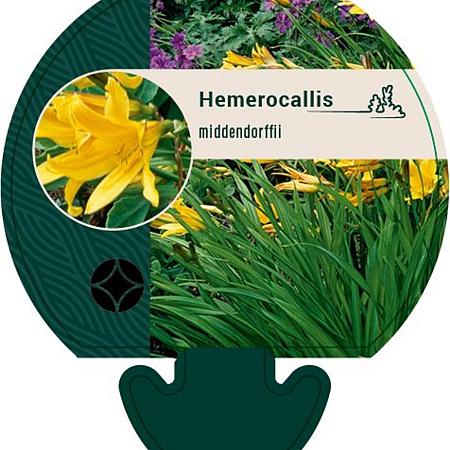 Hemerocallis middendorffii Pot 9 cm