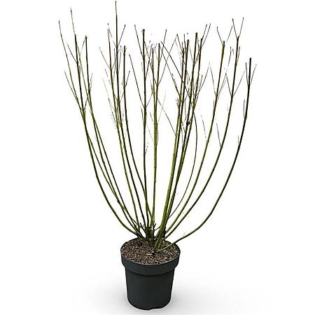 Cornus sericea 'Flaviramea' Pot 12 liter 100 - 125 cm