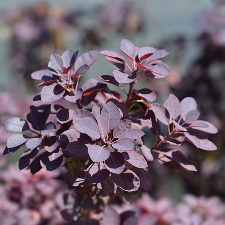 Cotinus cog. 'Royal Purple' Pot 5 Liter 50 - 60 cm
