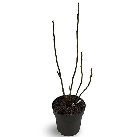 Decaisnea fargesii Pot 12 liter 80 - 100 cm