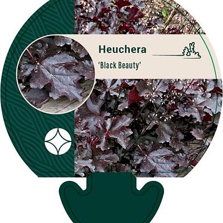 Heuchera 'Black Beauty' Pot 9 cm