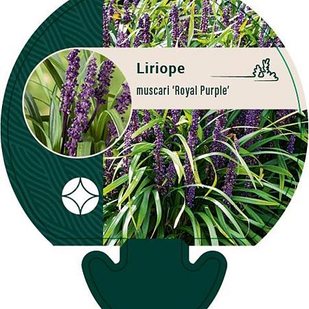 Liriope muscari 'Royal Purple' Pot 9 cm