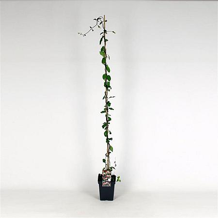 Lonicera periclymenum Pot 5 Liter 150 - 175 cm