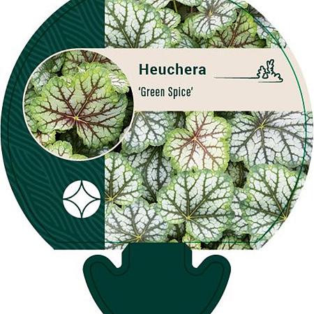 Heuchera 'Green Spice' Pot 9 cm