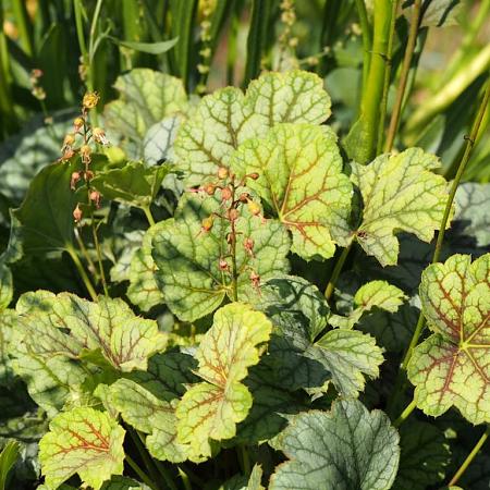 Heuchera 'Green Spice' Pot 9 cm