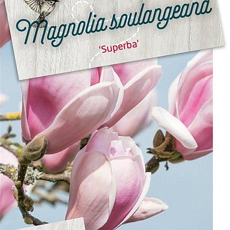 Magnolia soul. 'Superba' Pot 5 Liter 60 - 80 cm
