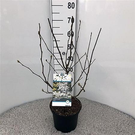 Magnolia stellata Pot 5 Liter 60 - 80 cm