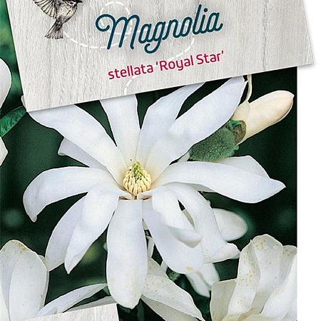Magnolia st. 'Royal Star' Pot 5 Liter 60 - 80 cm