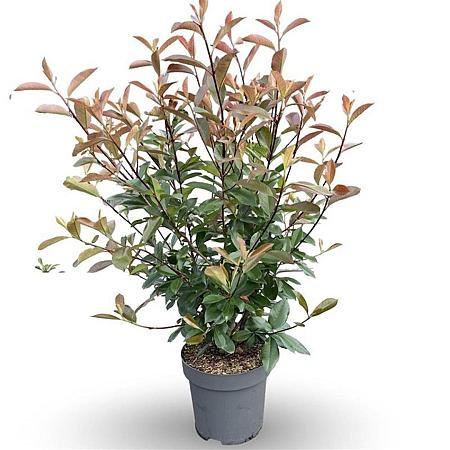 Photinia fraseri 'Red Robin' Pot 12 liter 125 - 150 cm