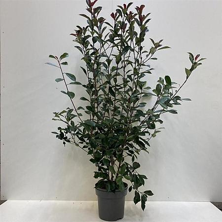 Photinia fraseri 'Red Robin' Pot 12 liter 100 - 125 cm