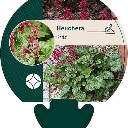 Heuchera 'Paris' Pot 9 cm