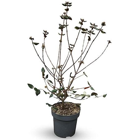 Viburnum burkwoodii Pot 12 liter 80 - 100 cm