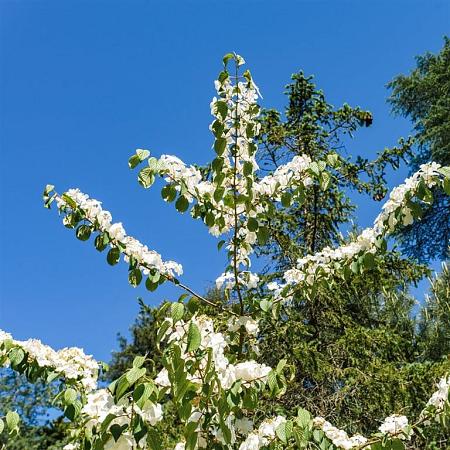 Viburnum plic. 'Mariesii' Pot 12 liter 80 - 100 cm