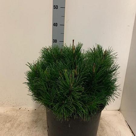 Pinus mugo pumilio Pot 7,5 Liter 40 - 50 cm