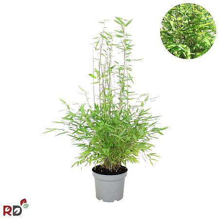 Fargesia nitida 'Gansu 95/2' Pot 5 Liter 60 - 80 cm