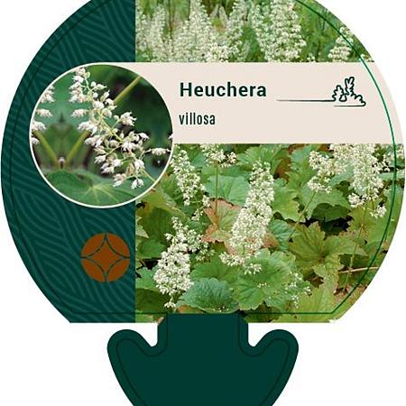 Heuchera villosa Pot 9 cm