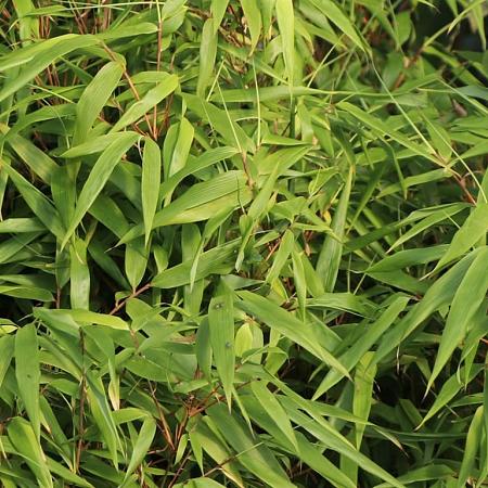 Fargesia rufa Pot 7,5 Liter 150 - 175 cm