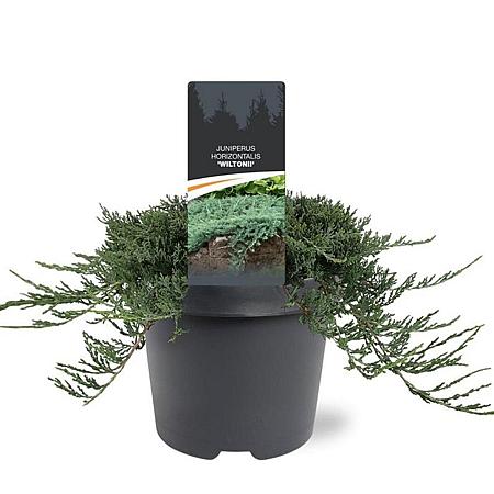 Juniperus h. 'Wiltonii' Pot 3 Liter 