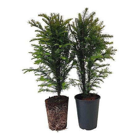 Taxus baccata Pot 4 Liter 50 - 60 cm