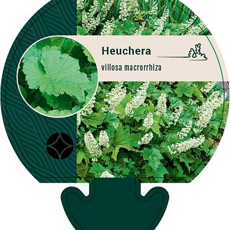 Heuchera villosa macrorrhiza Pot 9 cm