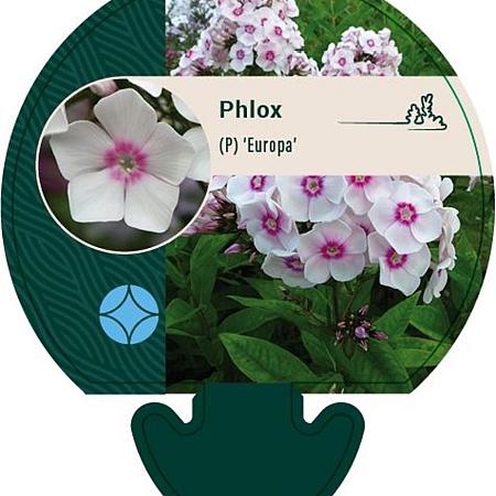 Phlox (P) 'Europa' Pot 9 cm