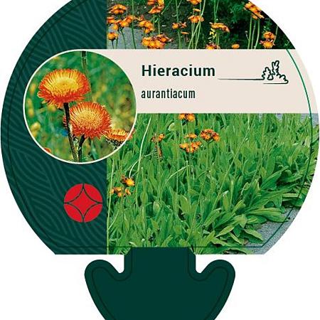 Hieracium aurantiacum Pot 9 cm