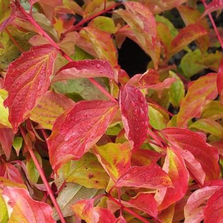 Cornus sang. 'Anny's Winter Orange' Pot 2 Liter