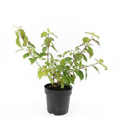 Cornus sang. 'Anny's Winter Orange' Pot 2 Liter