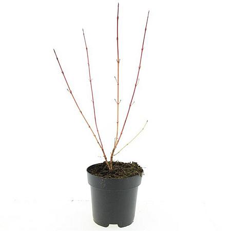 Cornus sang. 'Anny's Winter Orange' Pot 2 Liter