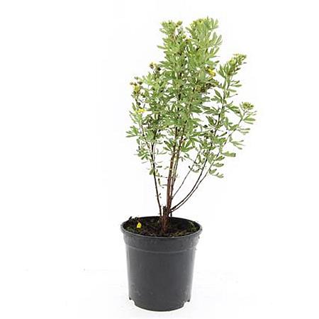 Potentilla f. 'Jackman's Variety' Pot 1,5 liter