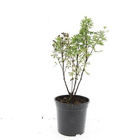 Potentilla f. 'Jackman's Variety' Pot 1,5 liter