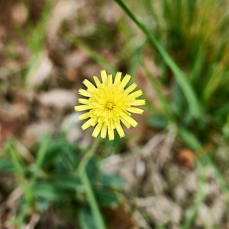 Hieracium pilosella Pot 9 cm