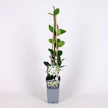 Trachelospermum jasminoides Pot 2 Liter