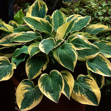 Hosta 'Brim Cup' Pot 9 cm