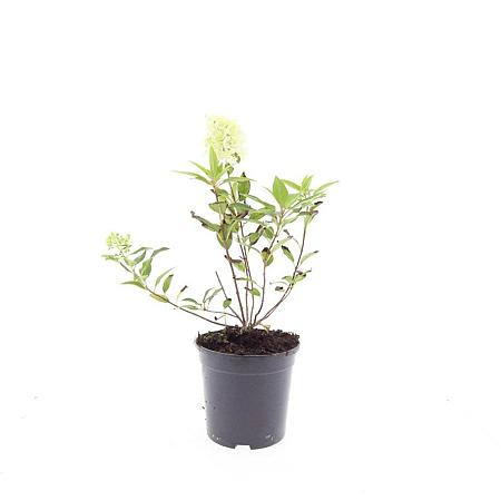 Hydrangea pan. Magical Matterhorn Pot 1,5 liter