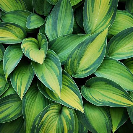 Hosta 'Fortunei Albopicta' Pot 9 cm