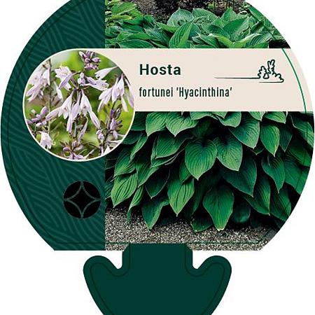 Hosta 'Fortunei Hyacinthina' Pot 9 cm
