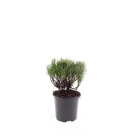 Pinus mugo mugo Pot 1,5 liter