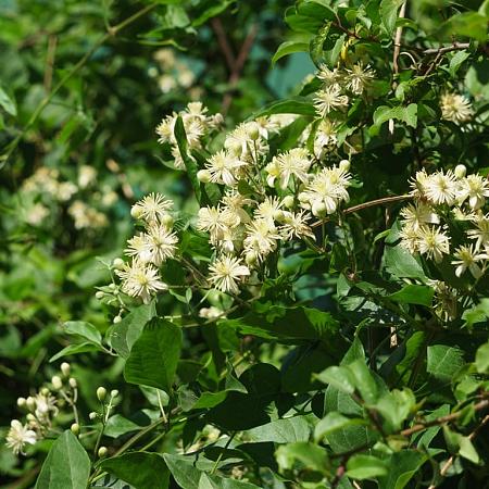 Clematis vitalba Pot 9 cm