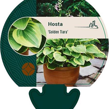 Hosta 'Golden Tiara' Pot 9 cm