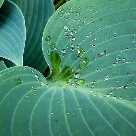 Hosta 'Krossa Regal' Pot 9 cm