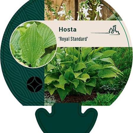 Hosta 'Royal Standard' Pot 9 cm