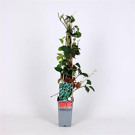 Parthenocissus tr. 'Veitch.Robusta' Pot 2 Liter