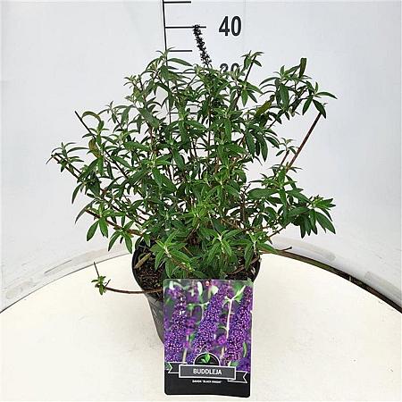 Buddleja d. 'Black Knight' Pot 10 liter