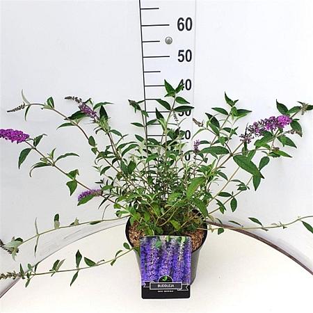 Buddleja d. 'Empire Blue' Pot 10 liter