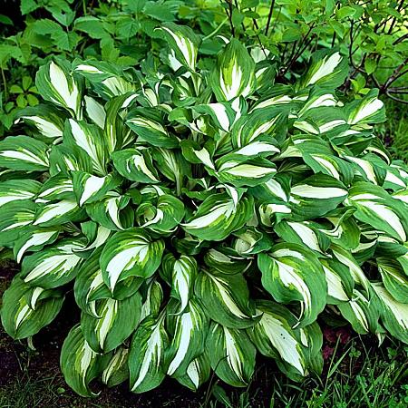 Hosta 'Undulata Mediovariegata' Pot 9 cm