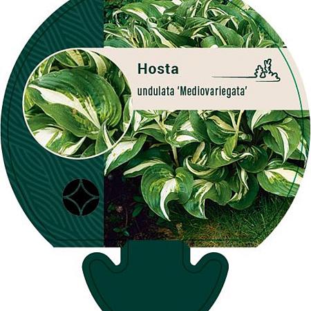 Hosta 'Undulata Mediovariegata' Pot 9 cm