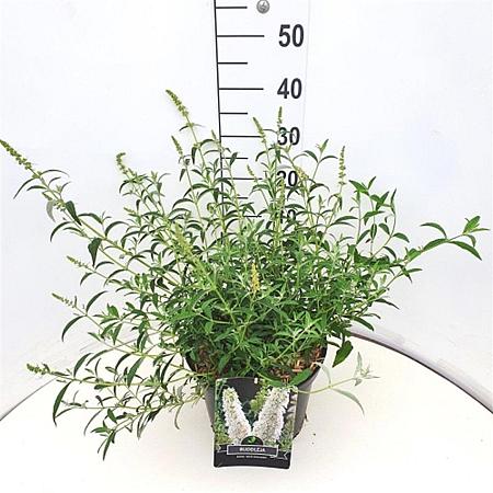 Buddleja d. 'White Profusion' Pot 10 liter