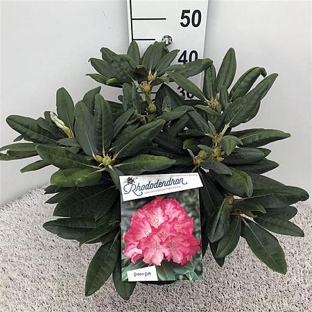 Rhododendron (Y) 'Fantastica' Pot 10 liter