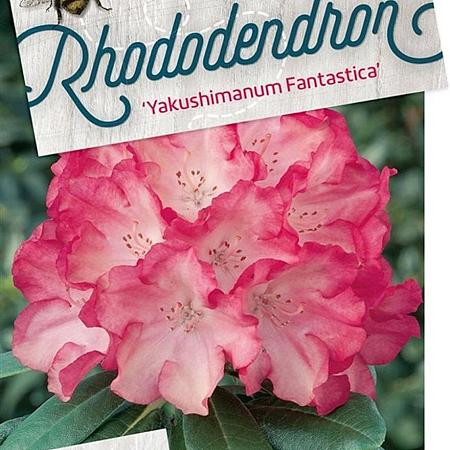 Rhododendron (Y) 'Fantastica' Pot 10 liter
